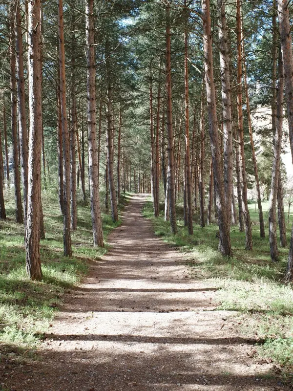 Abfahrt durch die Kiefern
