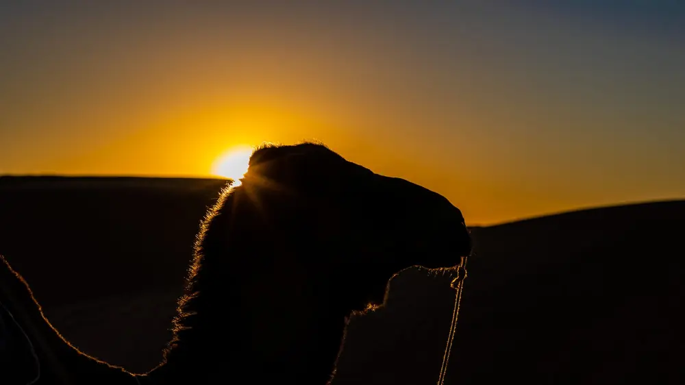 Sonnenuntergang hinter einem Kamel auf den Dünen